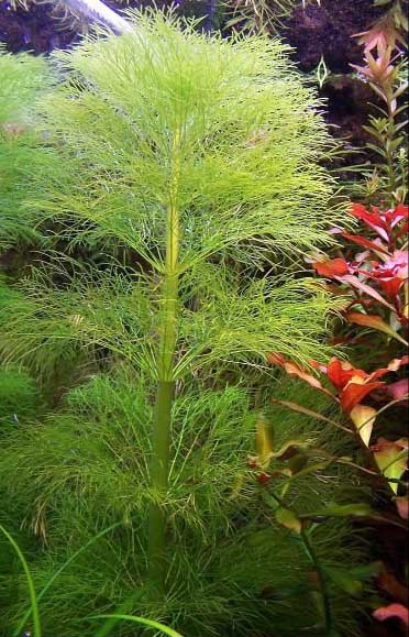 LIMNOPHILA